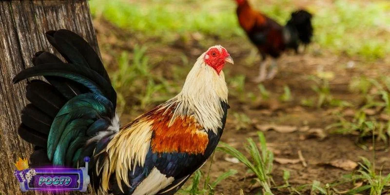 Cách chọn gà đá hay với phong cách thi đấu