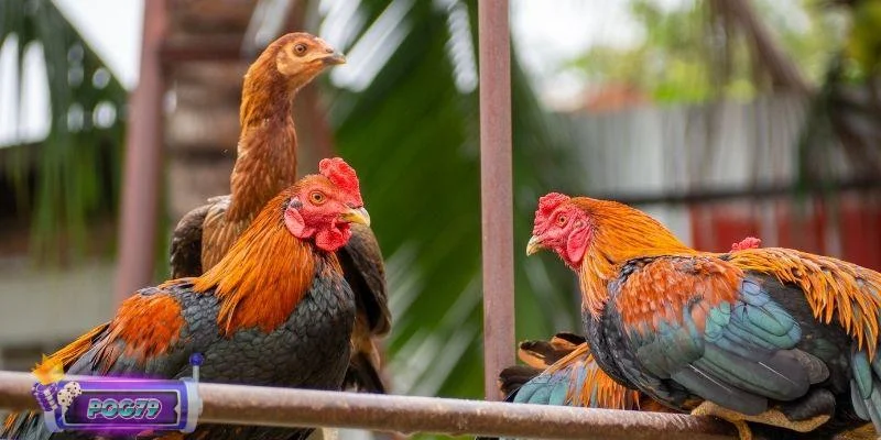 Đa dạng kỹ thuật ở cách vần gà chọi