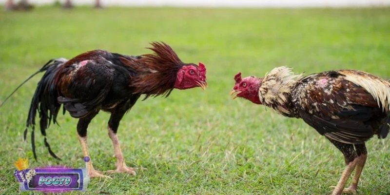 Lợi thế khi theo dõi đá gà Campuchia ở Pog79