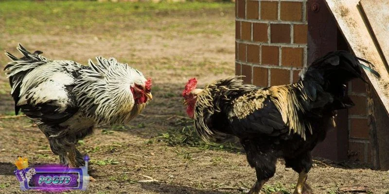 Kinh nghiệm nuôi gà đá A-Z và chế độ chăm sóc phù hợp